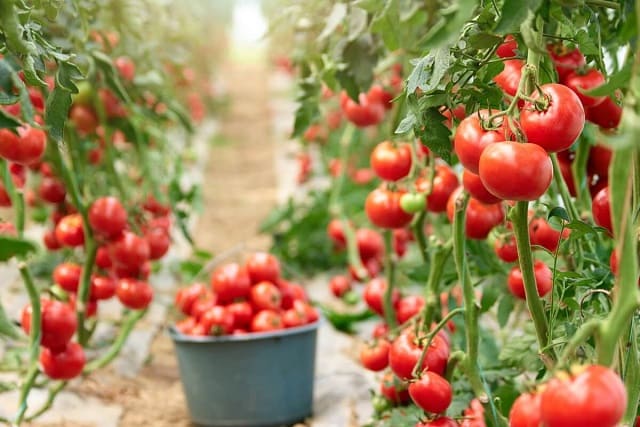 微生物資材が人気!野菜(トマトなど)と 相性のよいコンパニオンプランツとは?
