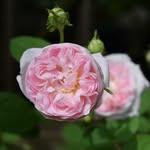 aki.h_78200