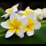 cute_garden25