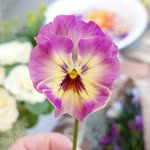 chieco_garden