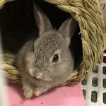 mimi_rabbitgarden