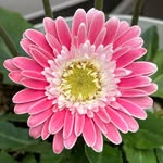 kazu_hana_garden