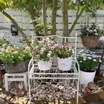 mygarden_hana