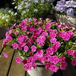 plplant_85
