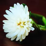 sakura_sunjp