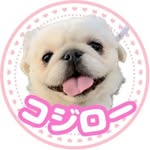 dog_pekinese_kojiro