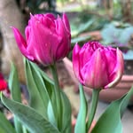 dear_blossom88