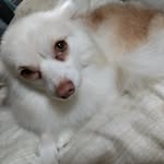 kurosenakochan