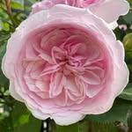 760_flowers