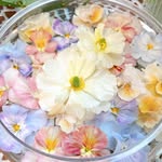 shiori_gardens23