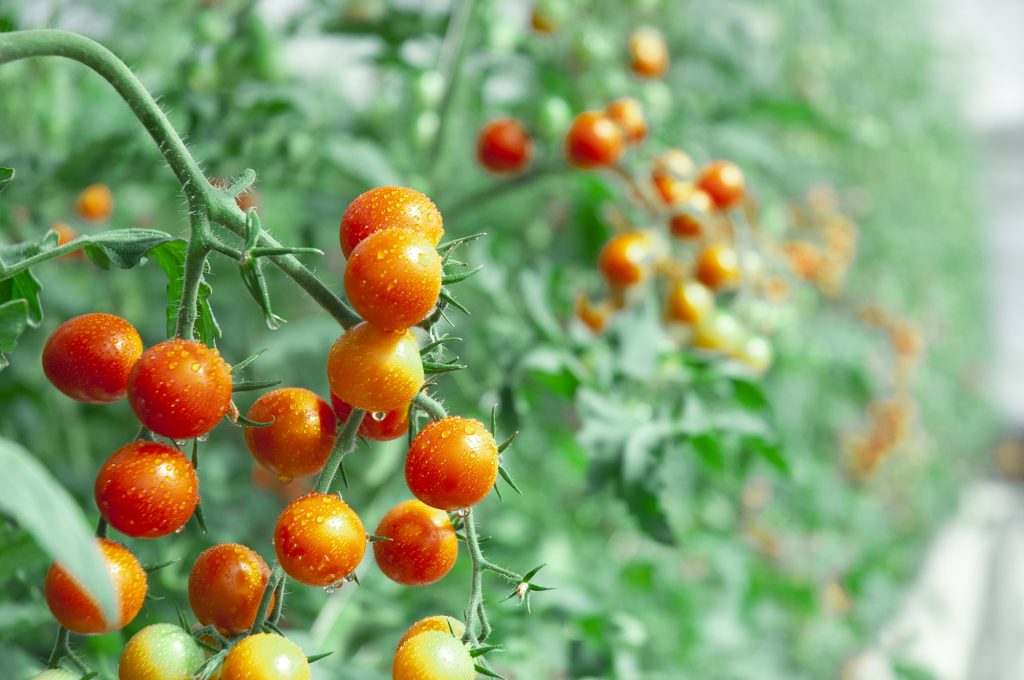 まとめ：土づくりの時期と資材を見極め、土の健康を守ろう