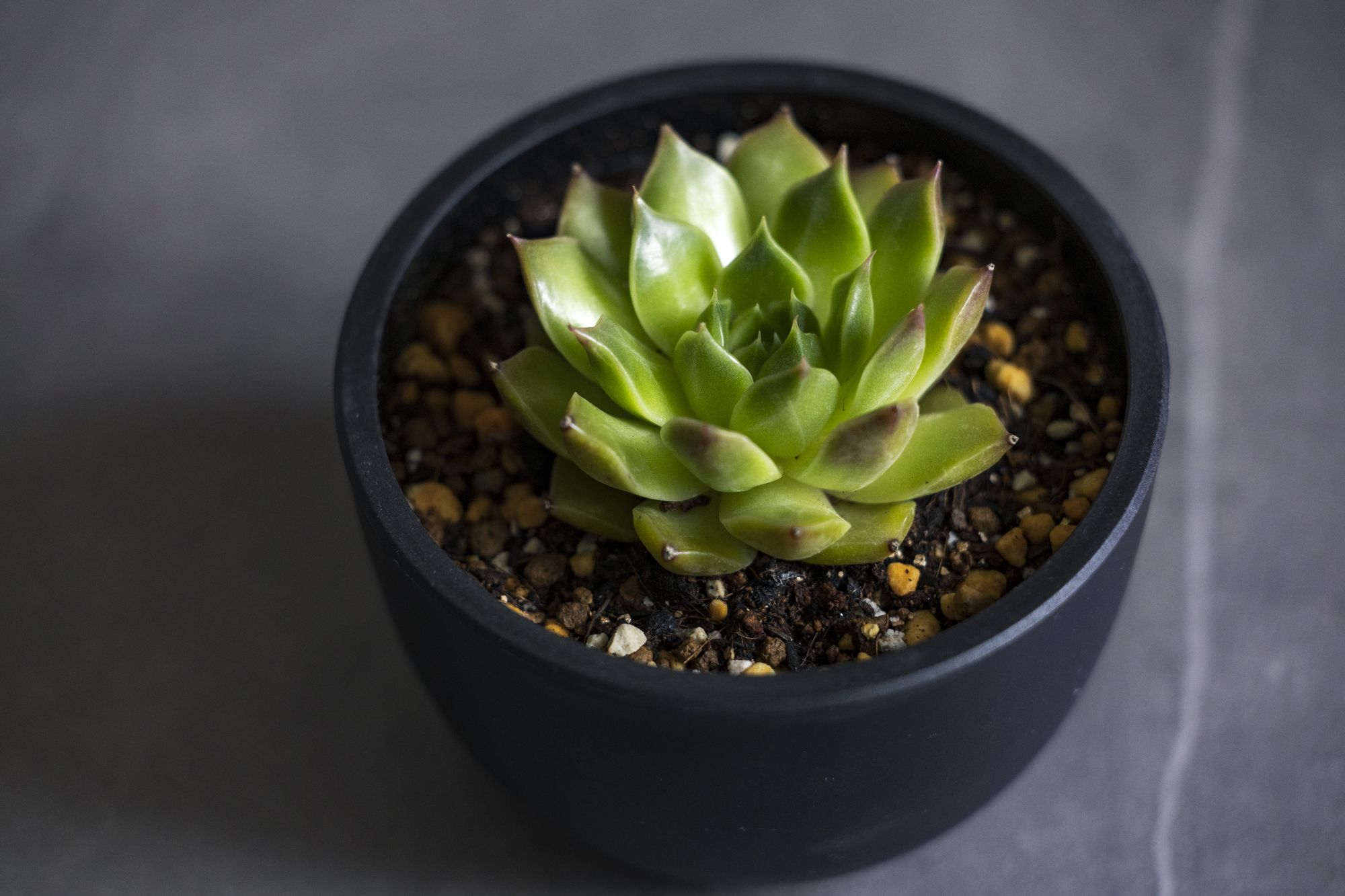 はじめに|多肉植物がうまく育たない?