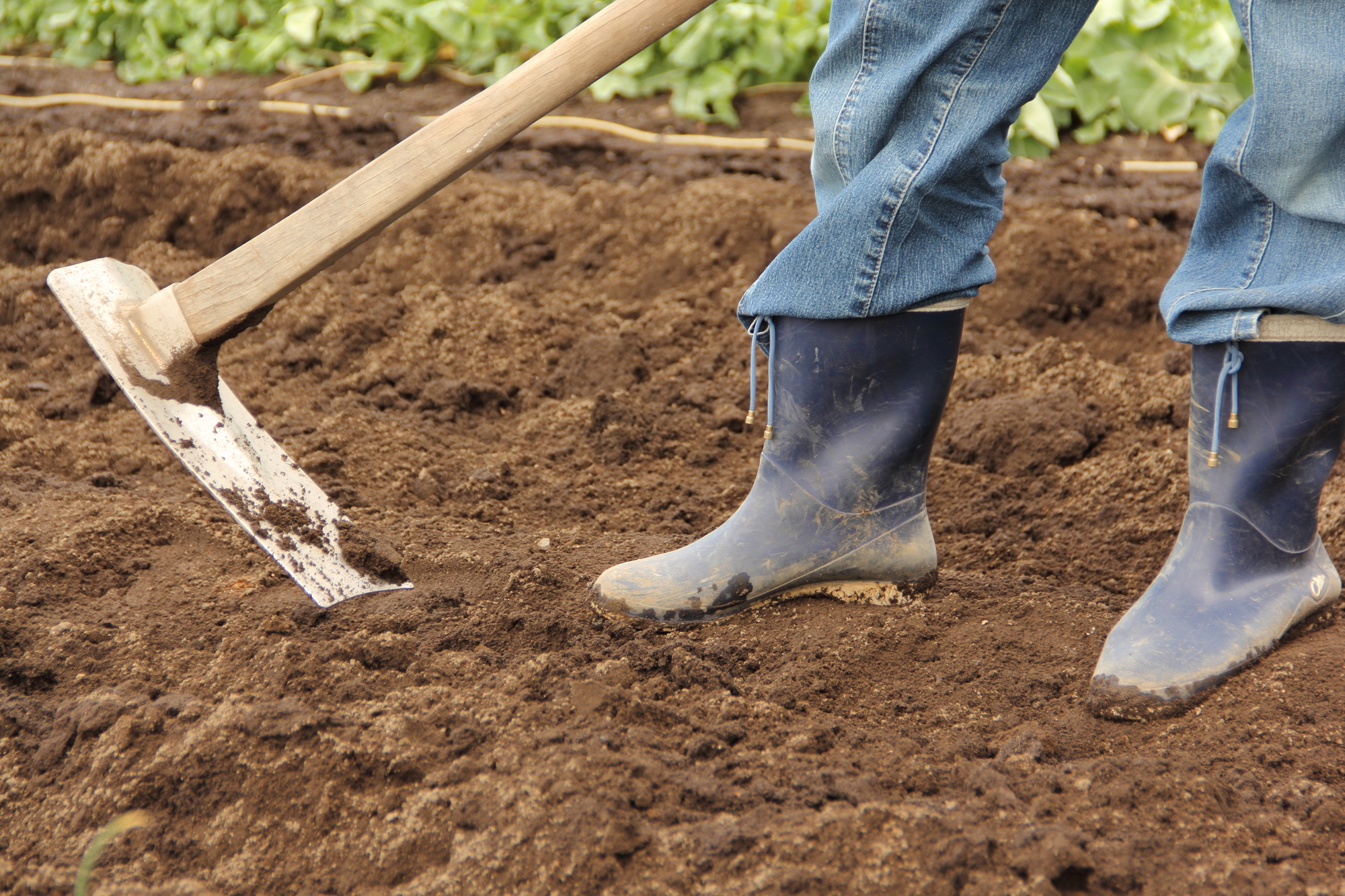 「元気な作物」はまず土から！土壌のポテンシャルを引き出す微生物活用術