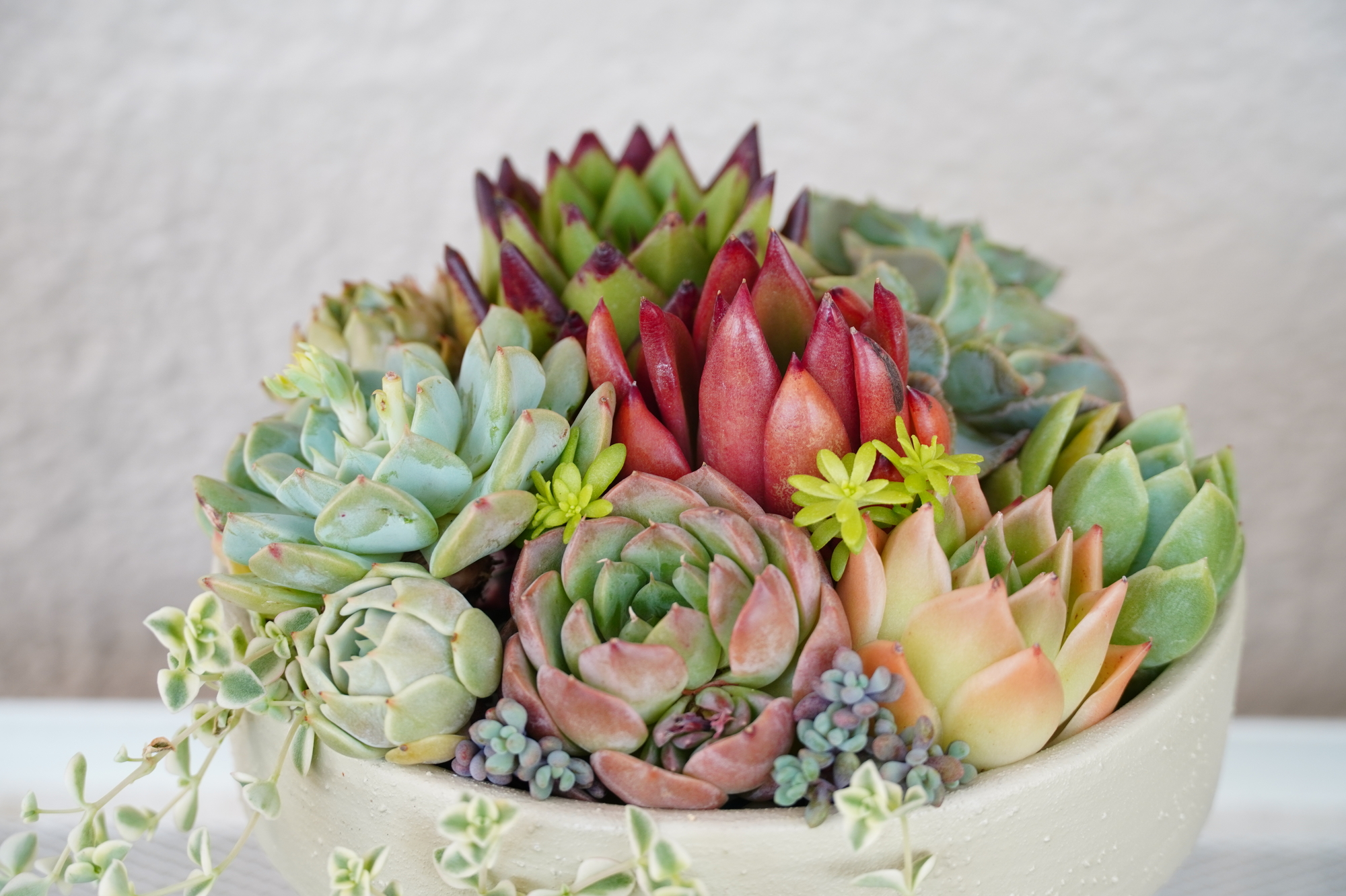 「葉挿し」「寄せ植え」にも対応可能