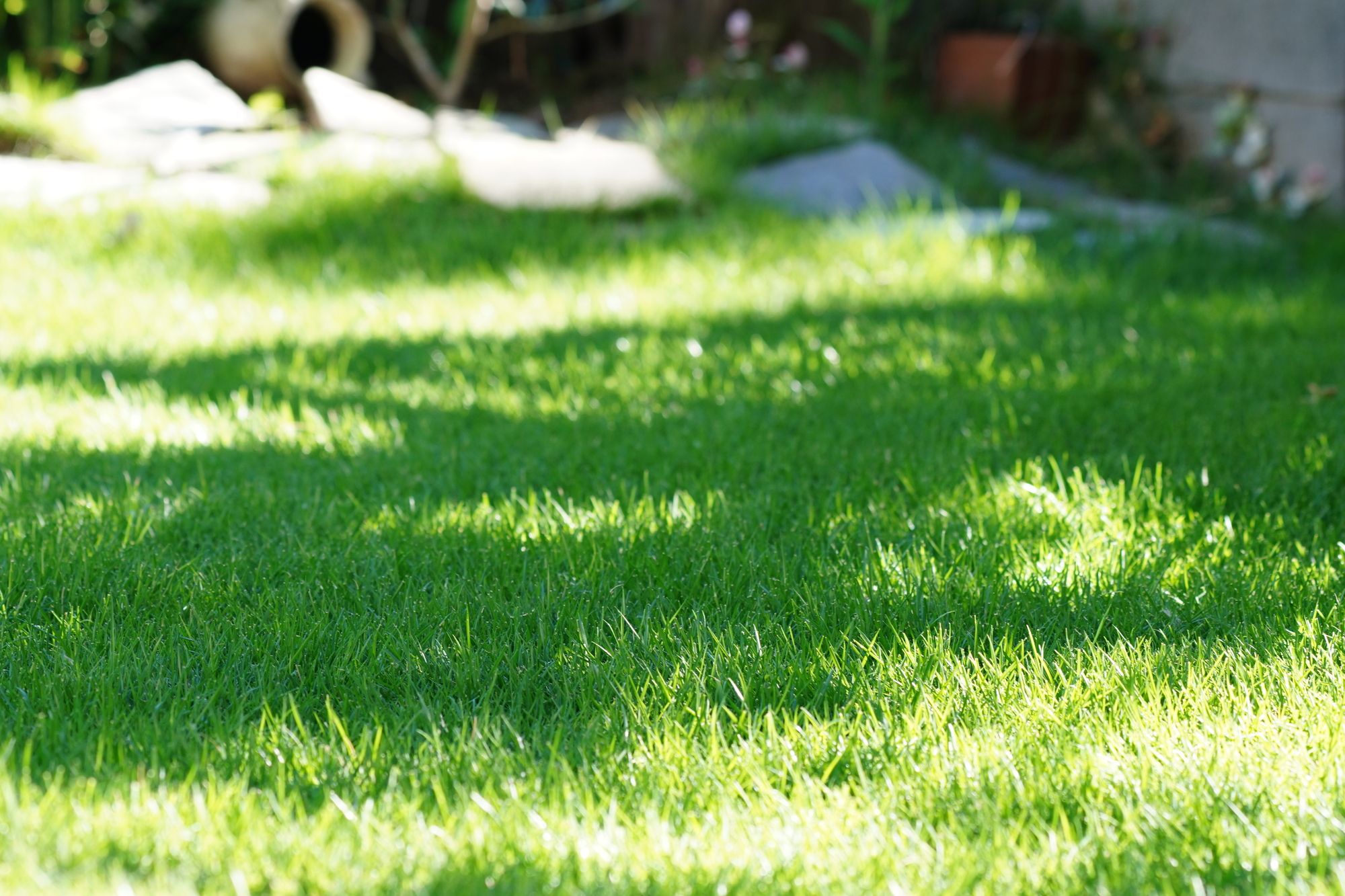 季節ごとの芝生ケアとエアレーション