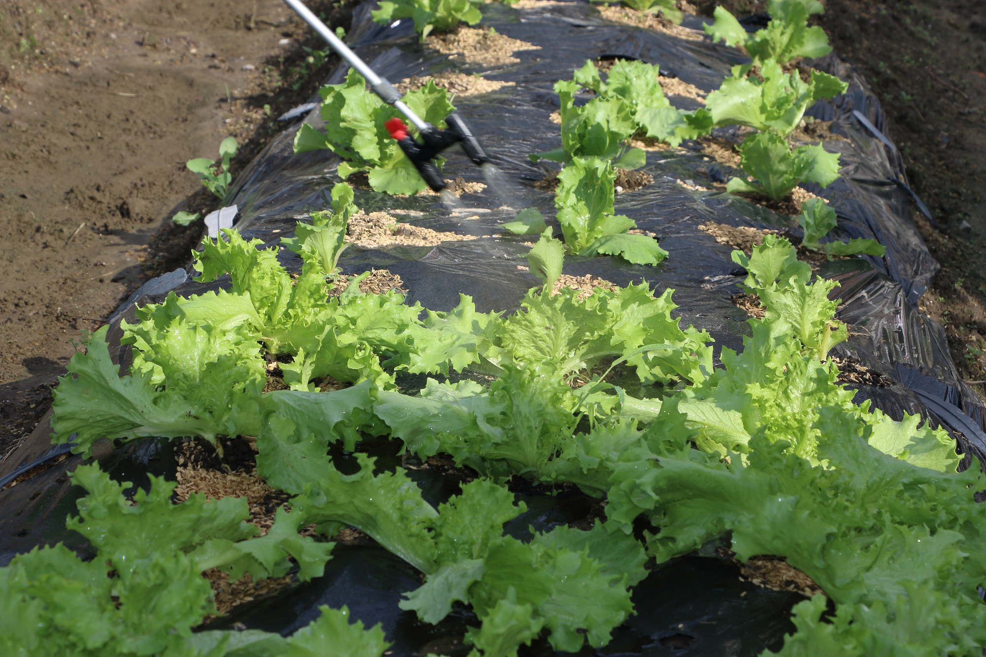 家庭菜園での土壌消毒のやり方【方法別手順】