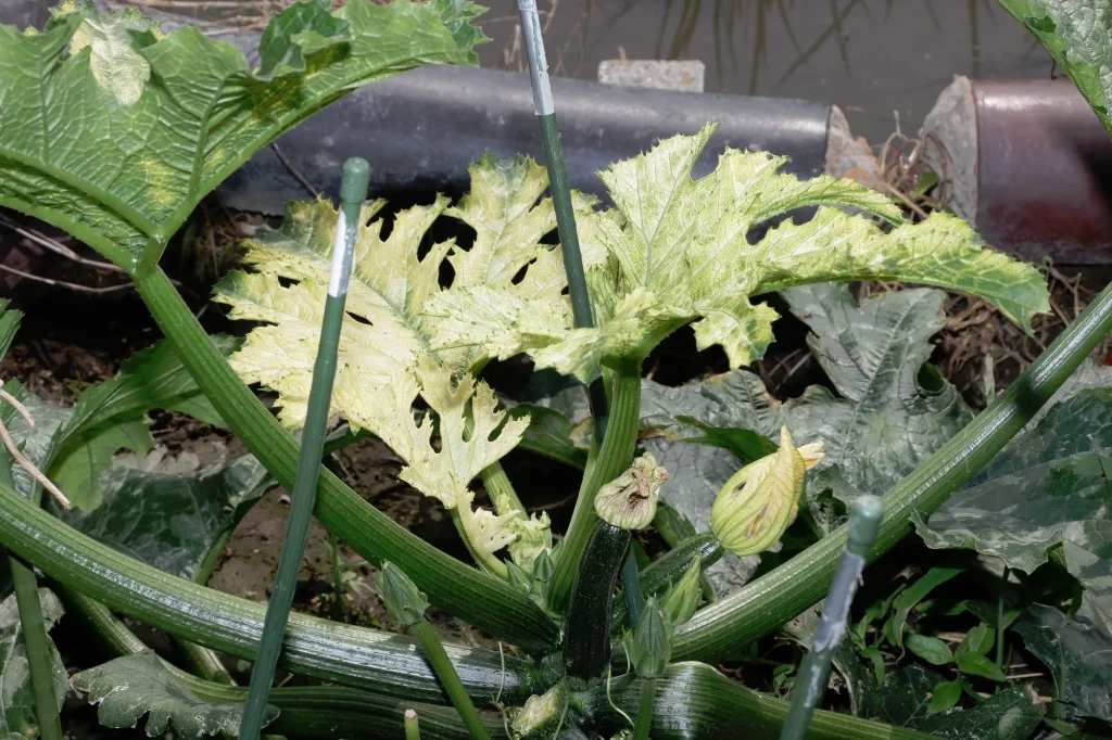 アルカリ性土壌が招く欠乏症のサイン