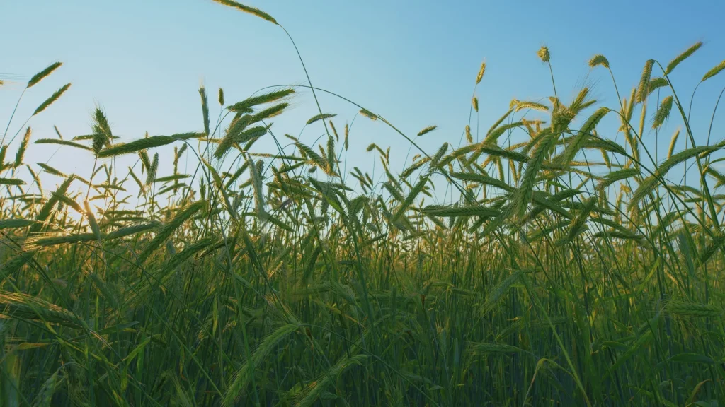 イネ科「緑肥」のクリーニング
