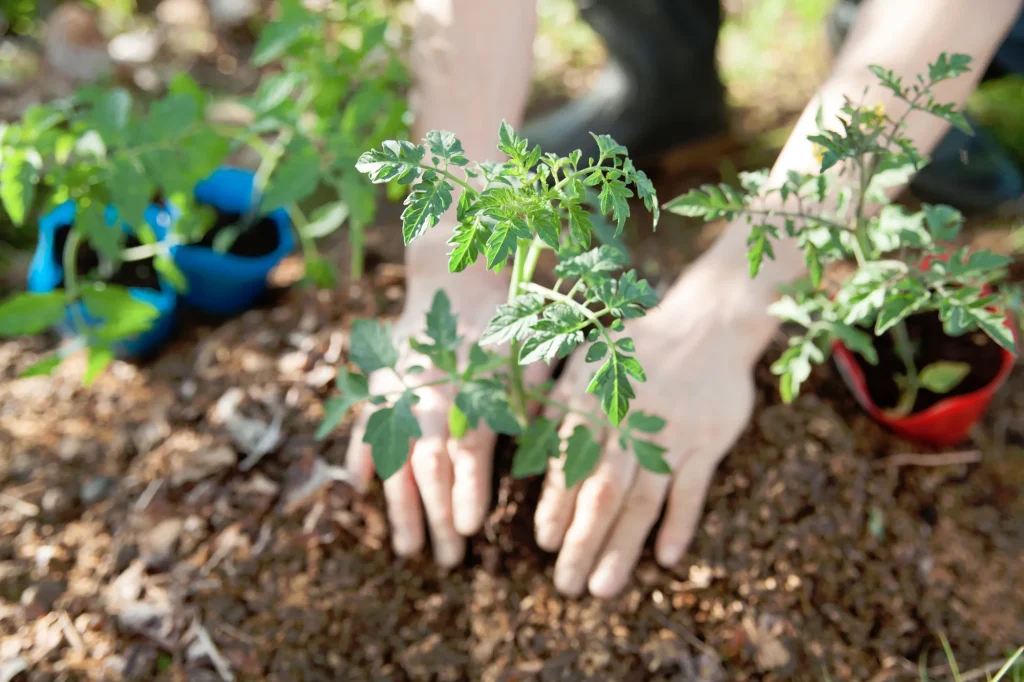 カルスNC-Rを使った土づくりの具体的なステップを解説