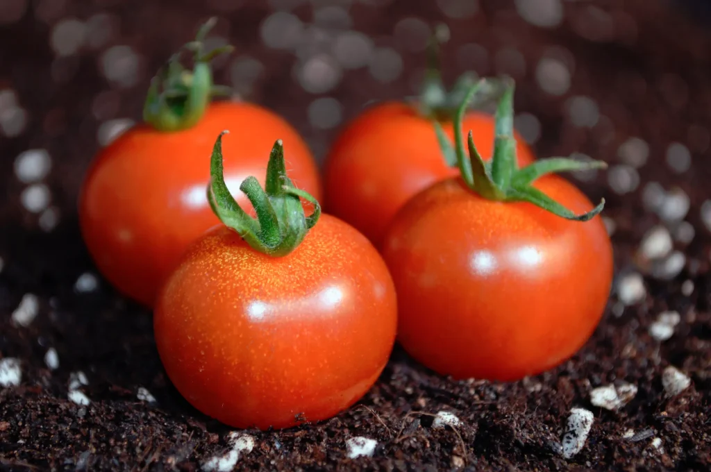 はじめに｜トマト栽培の成否は「土づくり」で8割が決まる！？
