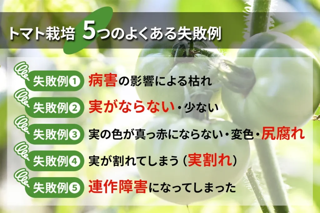 トマト栽培の「5つの失敗例」と「土づくり」による解決
