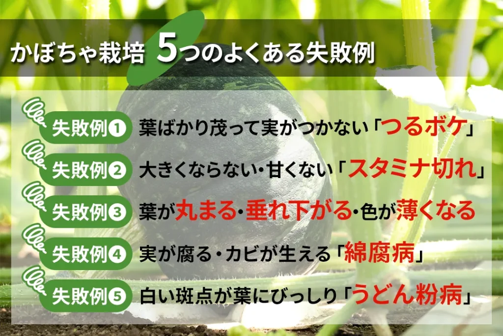 かぼちゃ栽培5つの失敗とその要因