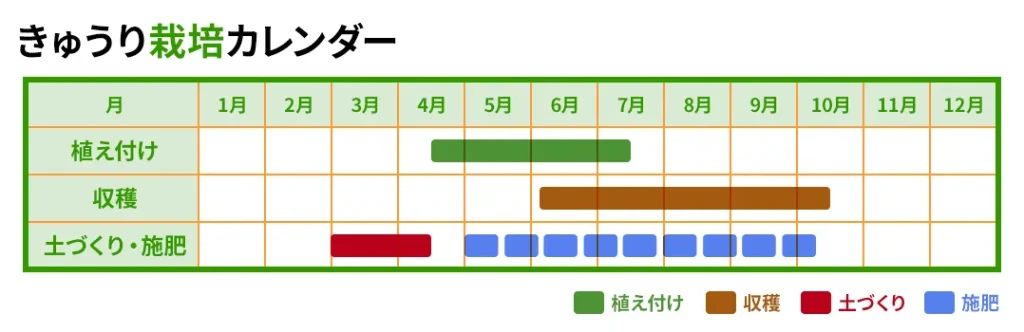 きゅうり栽培カレンダー