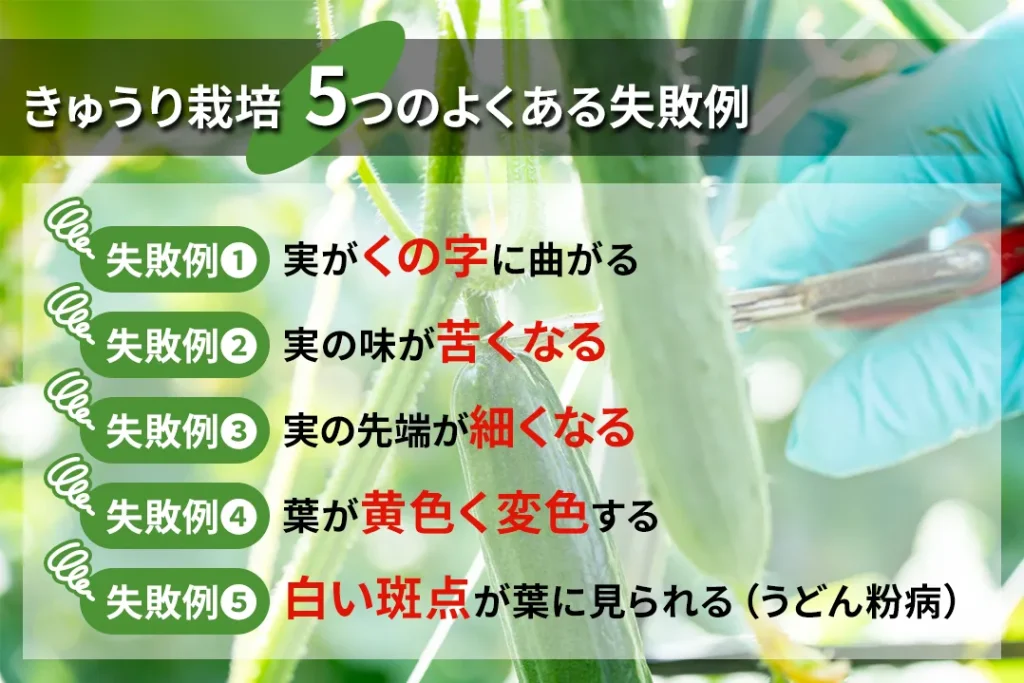 きゅうり栽培の失敗例と土づくりの効果