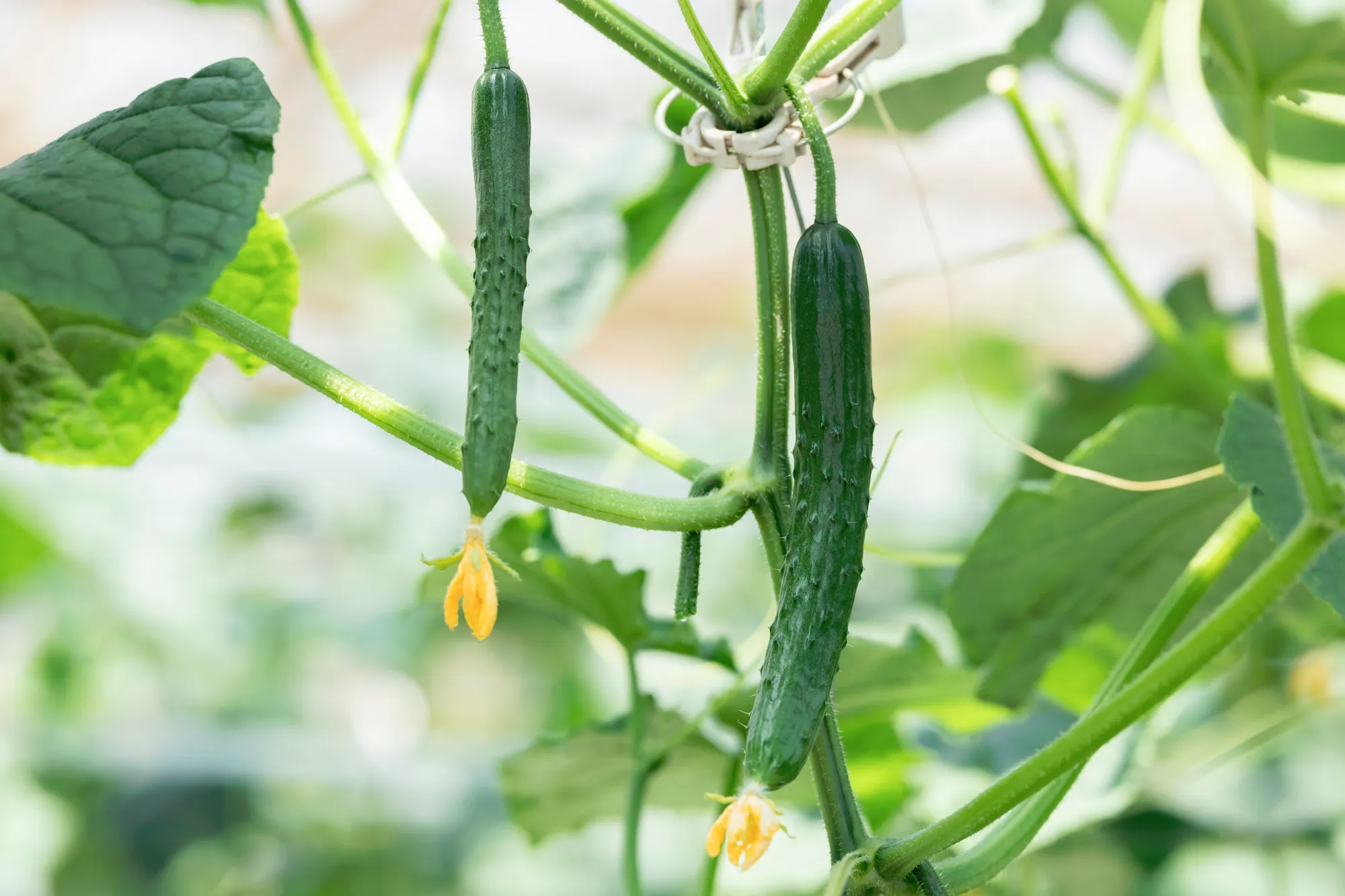 きゅうり栽培の土づくりを成功に導く！カルスNC-R活用のステップを解説します