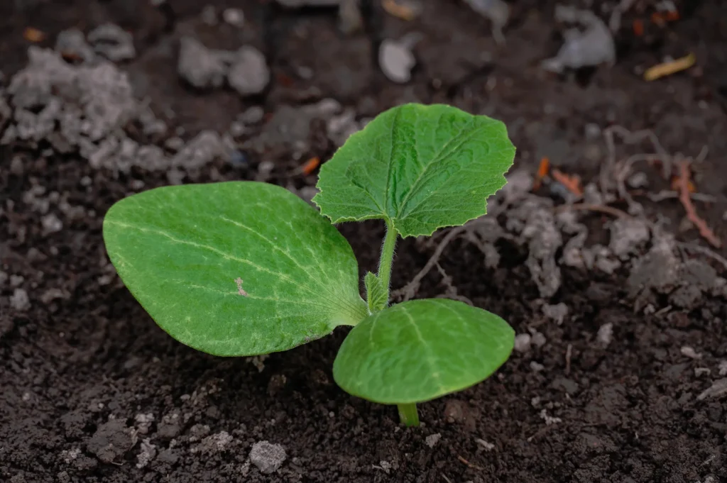 かぼちゃの土づくり必須アイテム！「微生物資材」の効果
