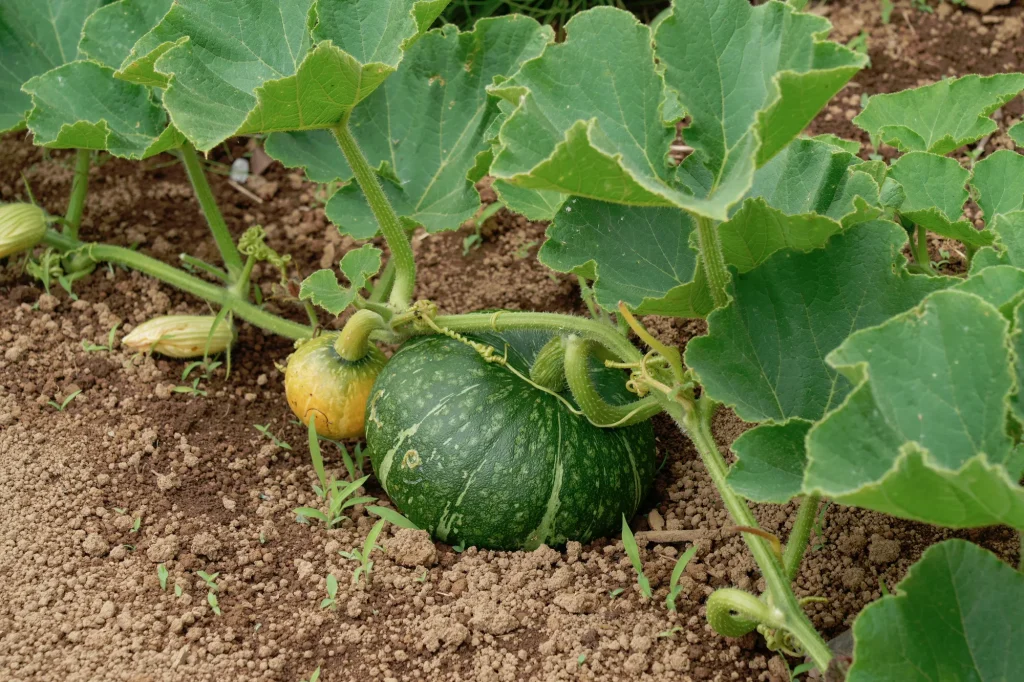 はじめに｜土づくりがかぼちゃの栽培を決定づける！