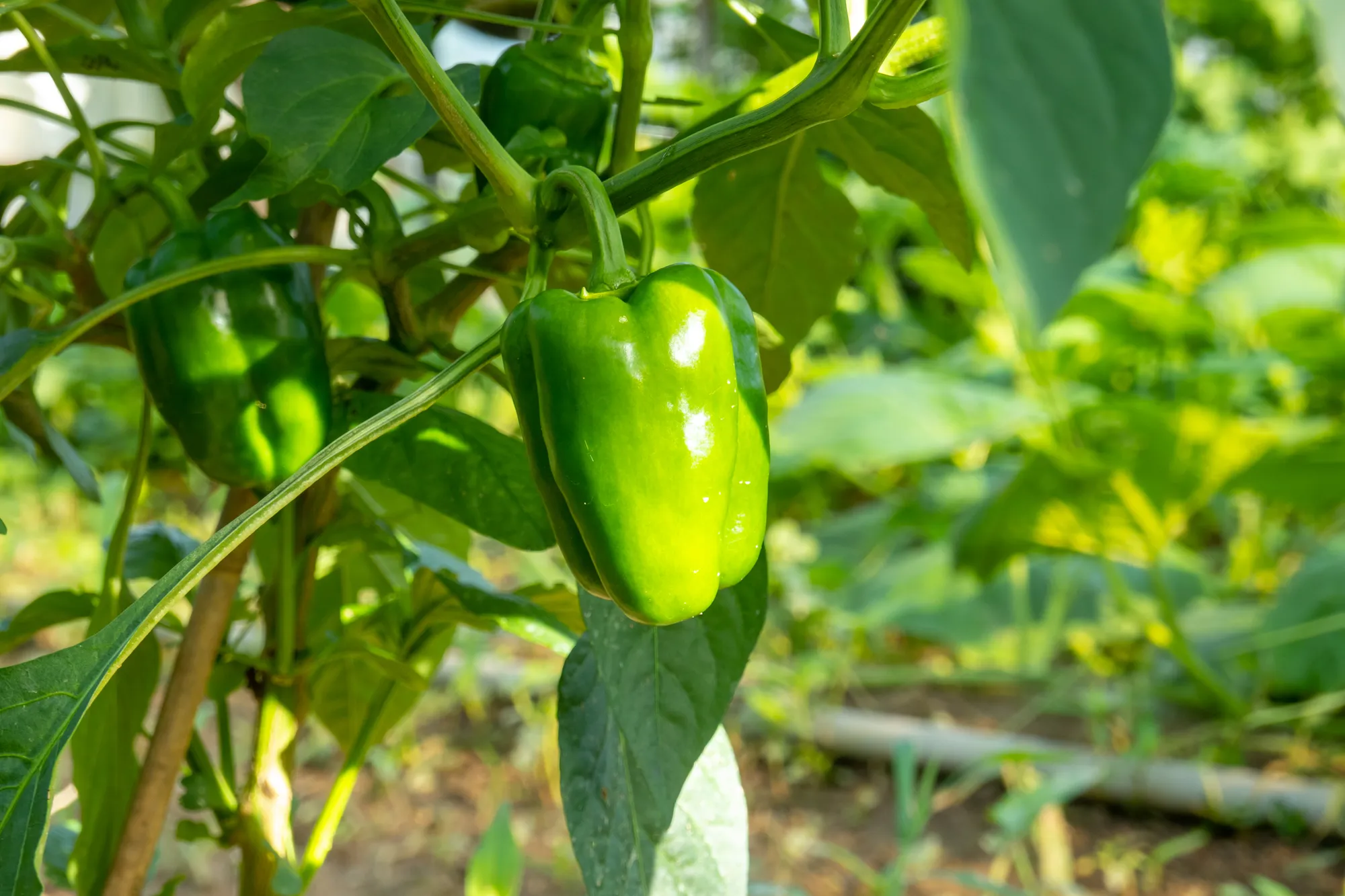 土づくりでピーマンを美味しく！失敗をなくすカルスNC-R活用6ステップ