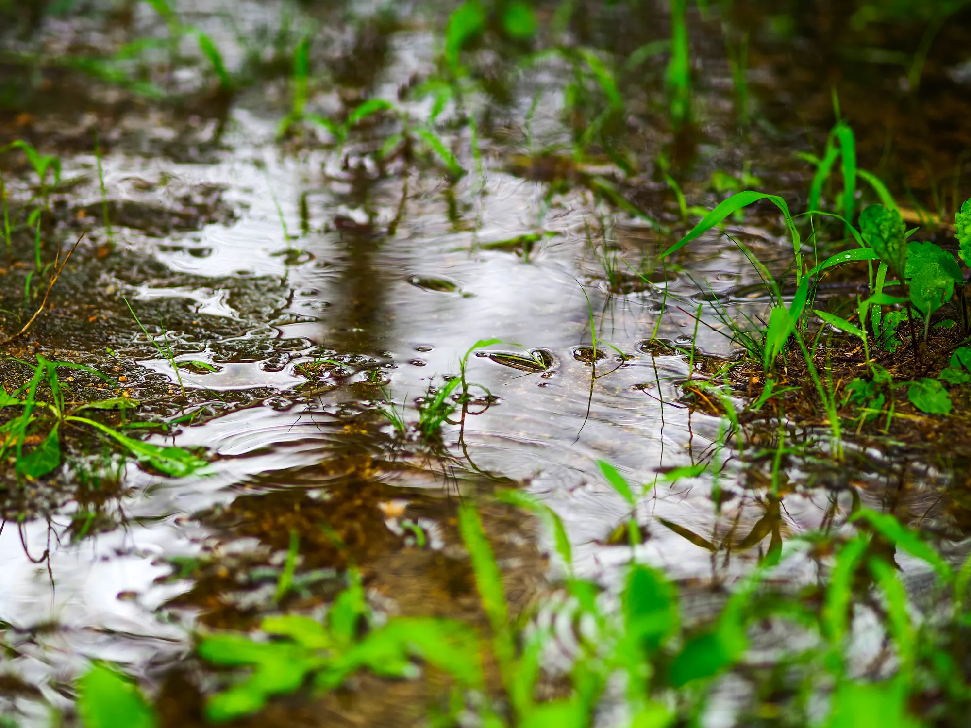 畑の梅雨対策で優先すべきたった1つのこと＆やることリスト