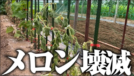 【掲載情報】カルスNC-Rが紹介されました。「ひろちゃん農園　畑編」