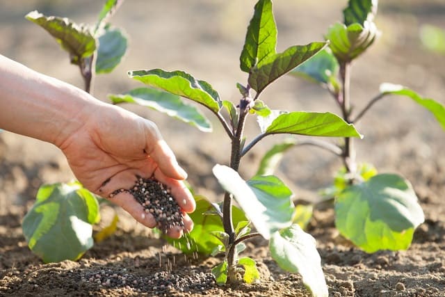 家庭菜園は土作りが重要！肥料と堆肥の違い・籾殻の使い方を解説