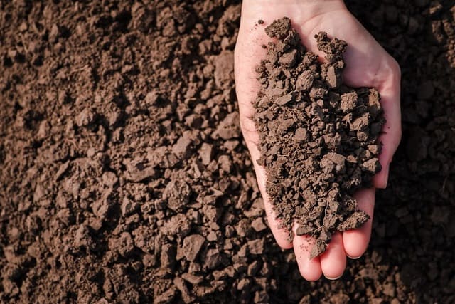 土壌改良には欠かせない畑で役立つ微生物とは？