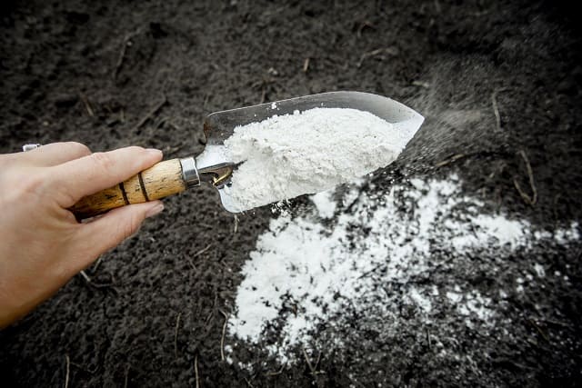家庭菜園の土作りに必要な石灰とは？