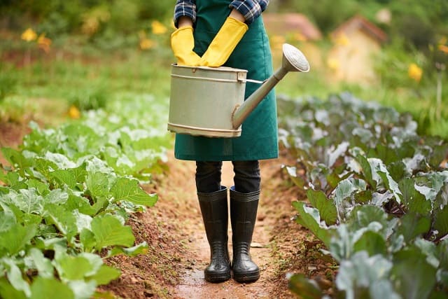 【家庭菜園の肥料で土壌改良】家庭菜園にもおすすめ！リサール酵産のカルスNC-Rを使用した土作りについて