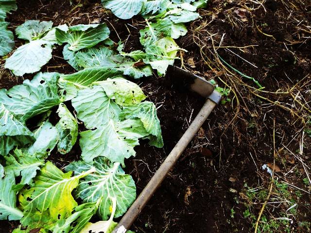 畑にある枯れた野菜