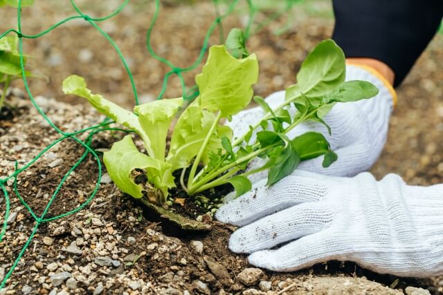 野菜を植えている人