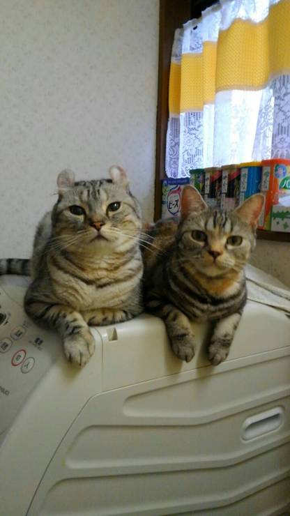 カリン＆ケント.jpg