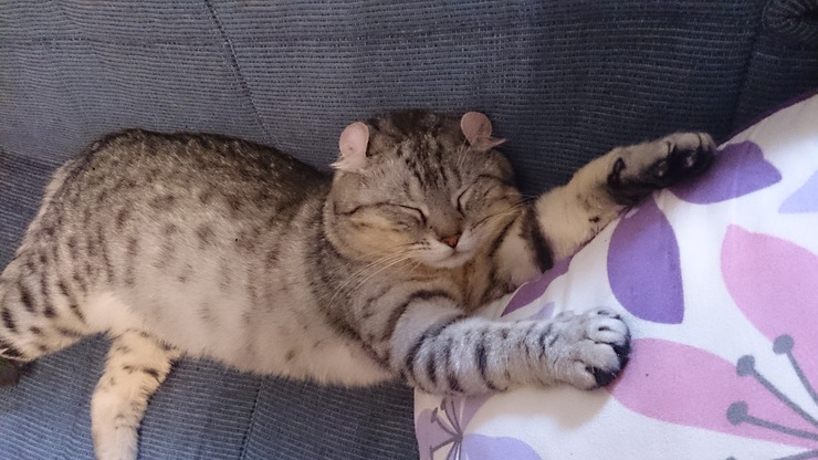 ケント・睡眠.jpg