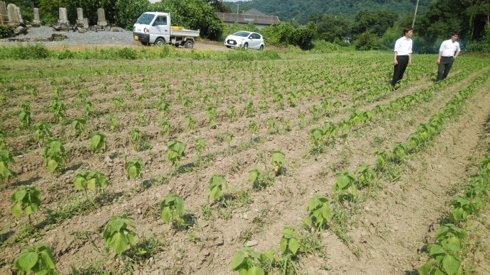 圃場視察・荏胡麻（秩父）?.jpg