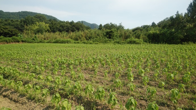 圃場視察・荏胡麻（秩父）?.jpg