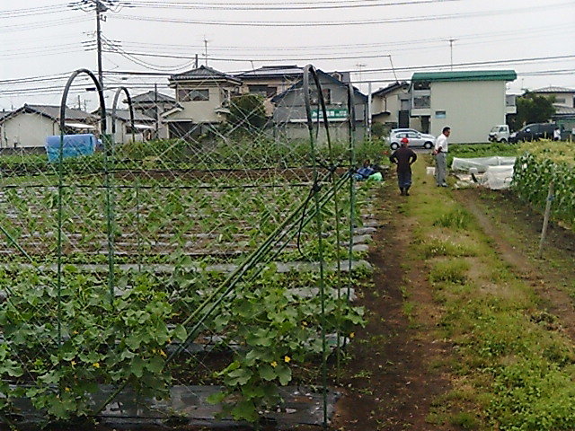 家庭菜園風景.JPG