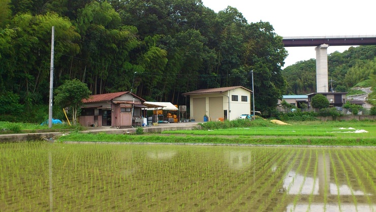 某　農園・田.jpg