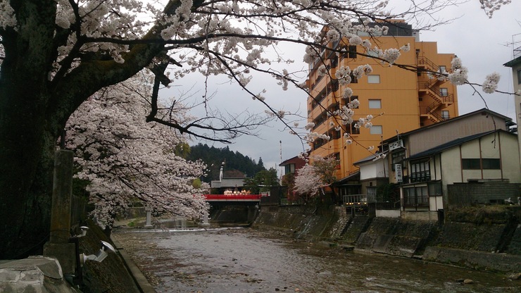 桜?.jpg