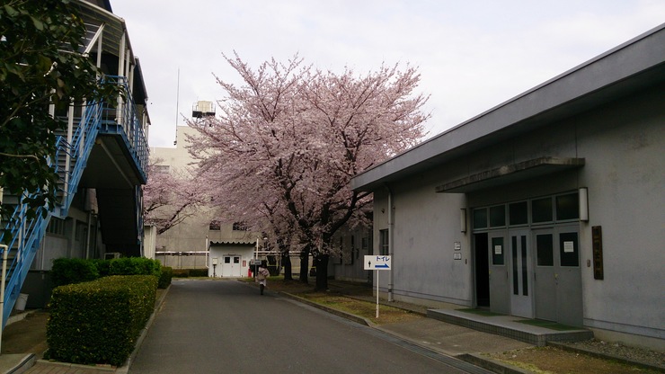 桜?.jpg