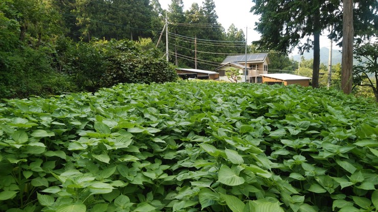 皆野・荏胡麻（内田）.jpg